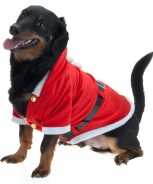 Foute kerst party kleding voor honden